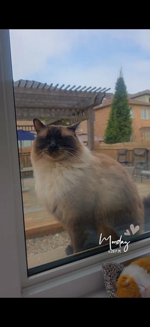 Found Cat is male name cheeku breed Siamese in Kleinburg
