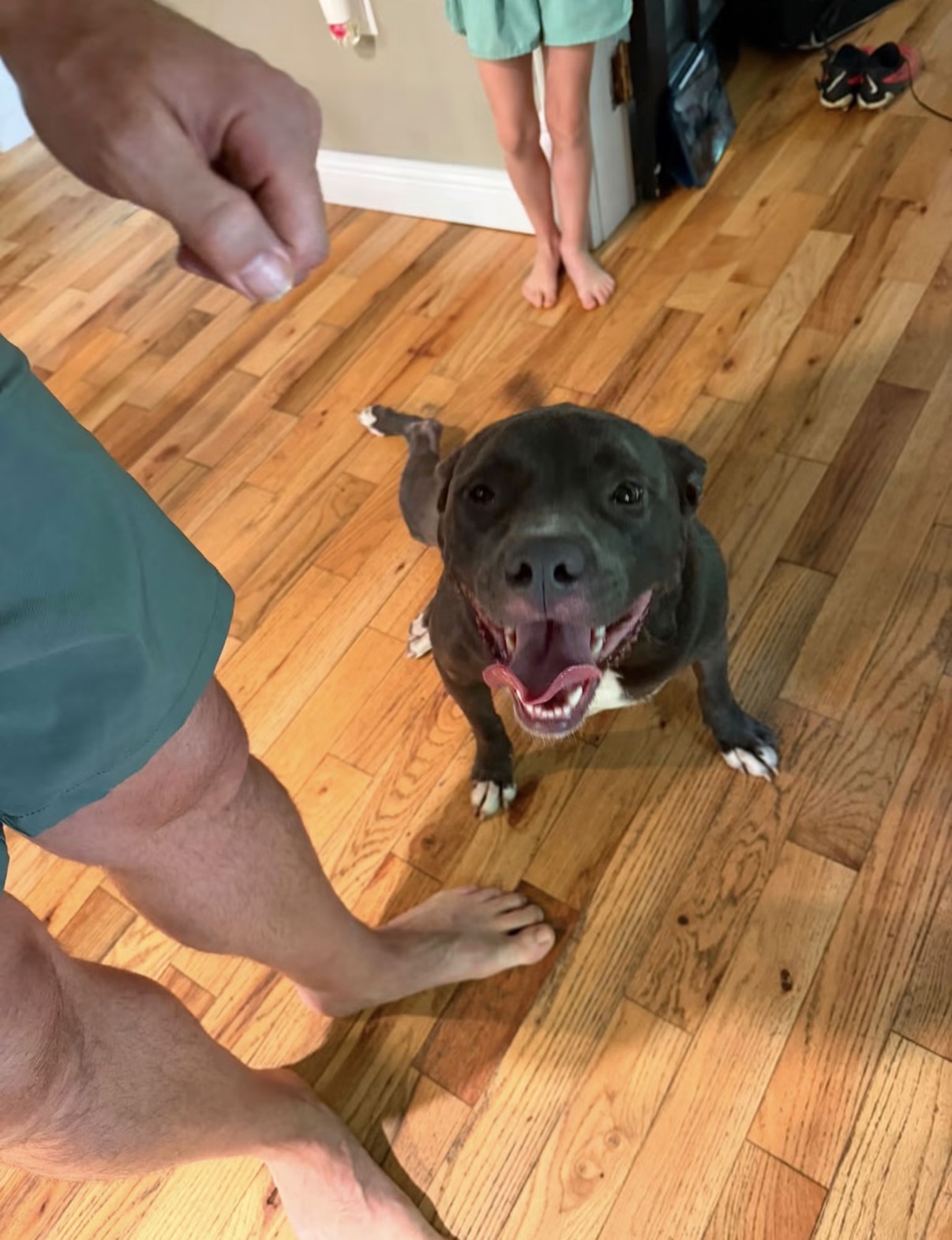 Found No collar, very friendly in Sault Ste. Marie
