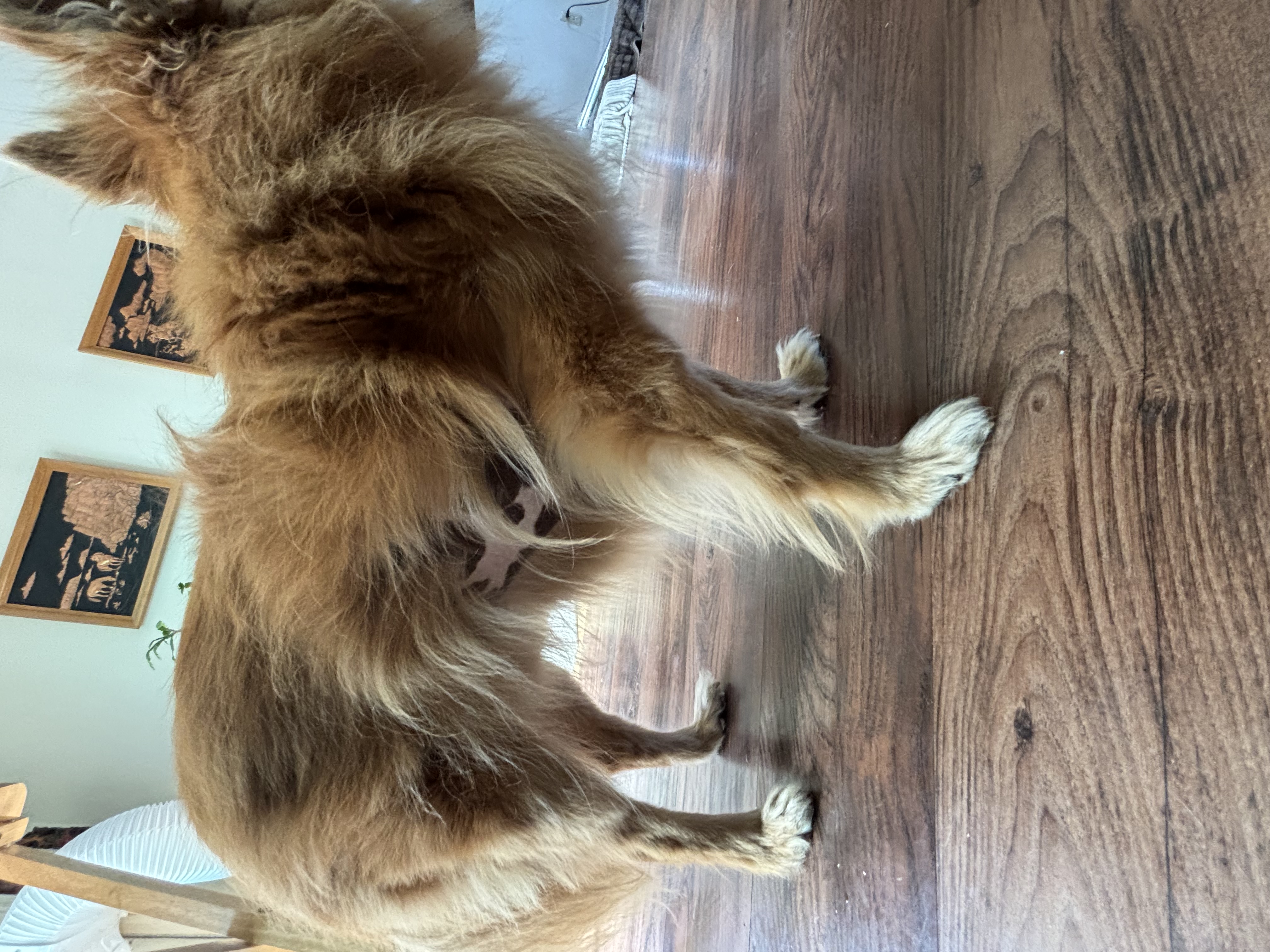 Found Dog in Vancouver