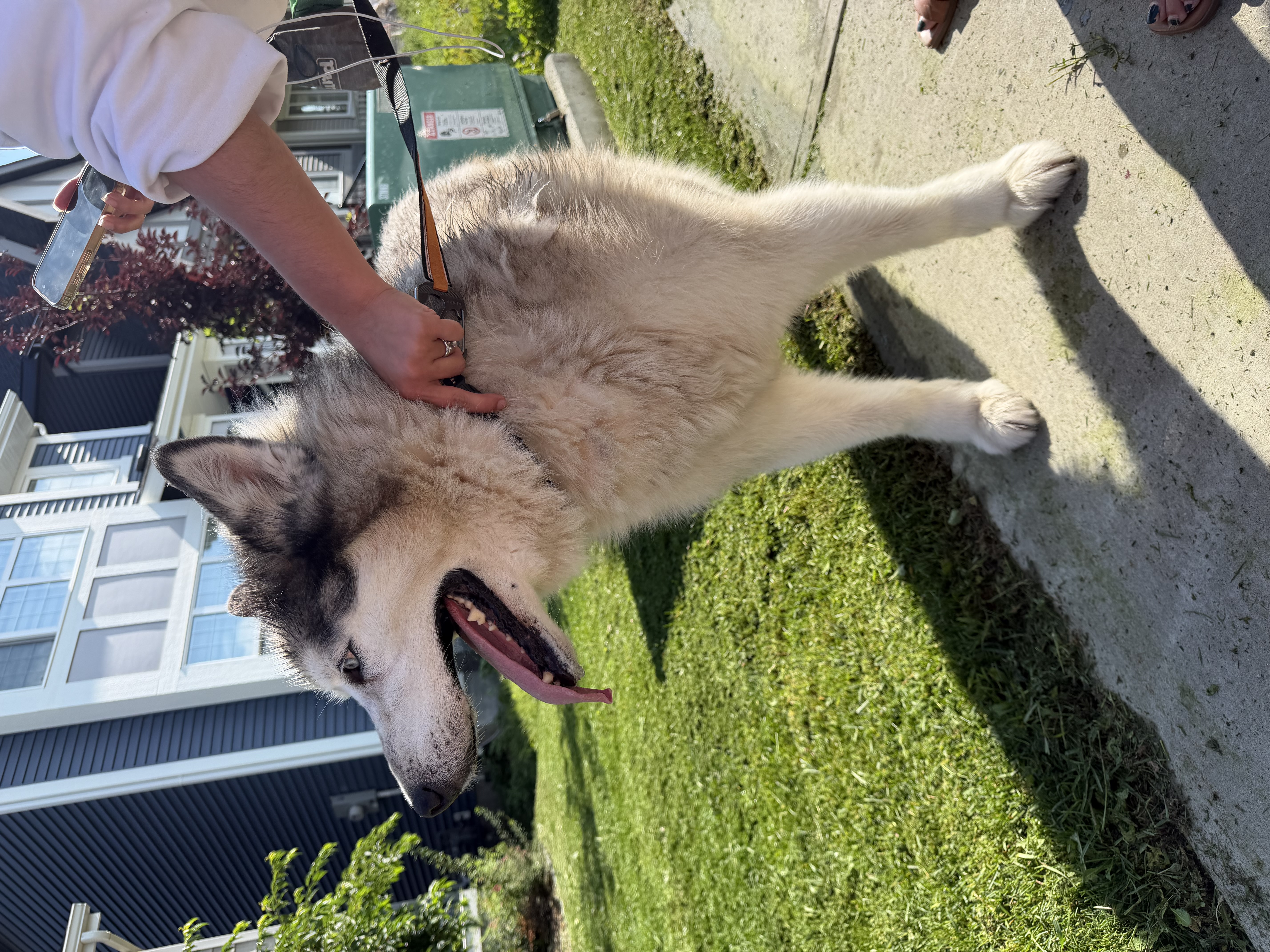 Found VERY sweet husky mix very thick fur in Edmonton