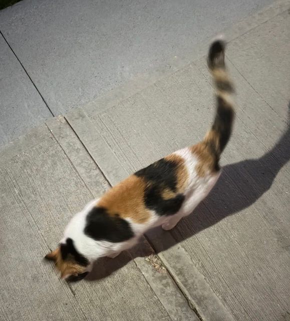 Found cat in Winnipeg