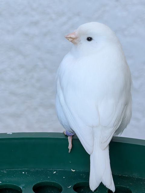 Oiseau trouvé à Victoria
