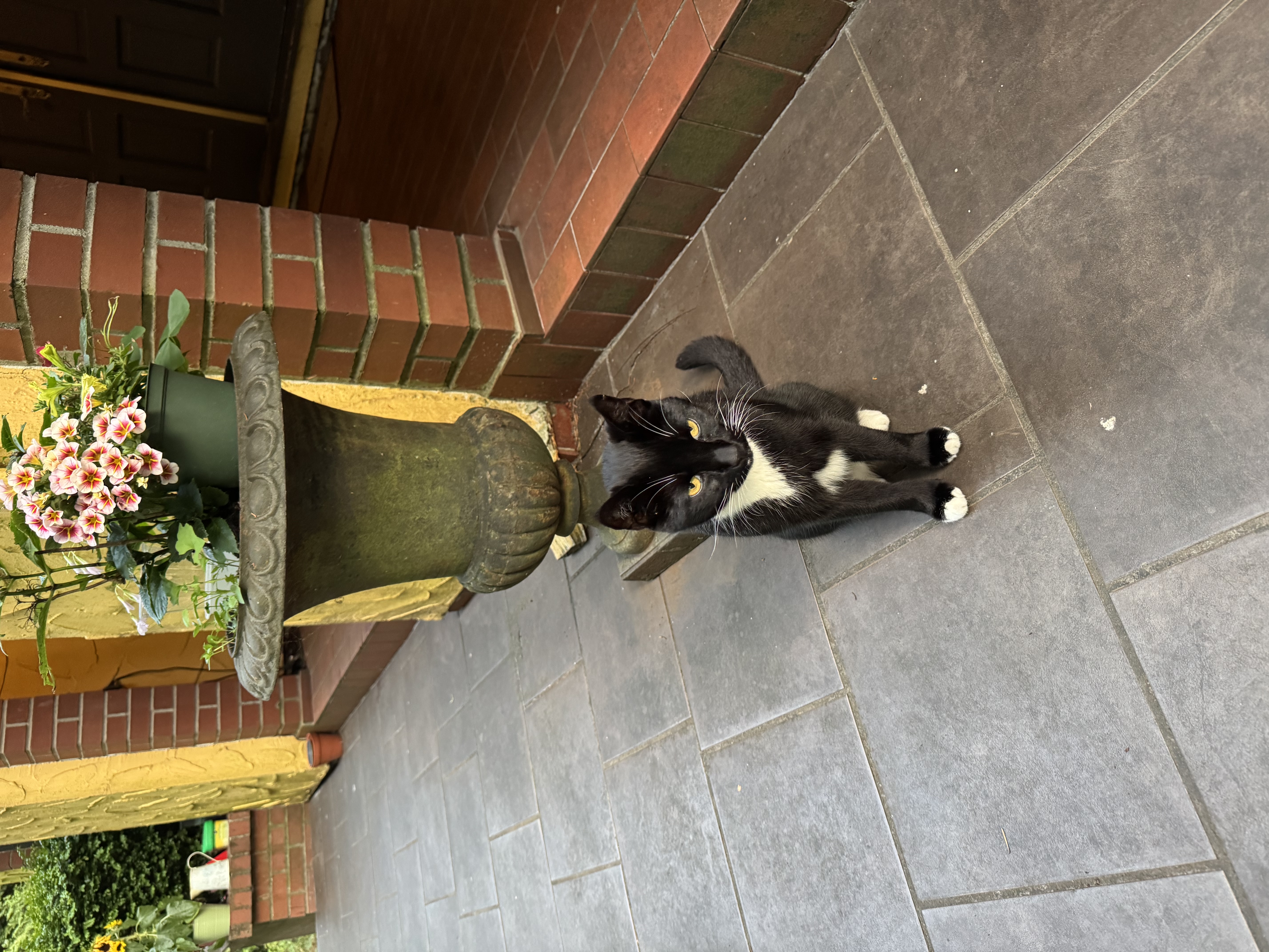 Found Tuxedo cat, white paws and chest, very friendly. This cat comes by my house often. in Vancouver