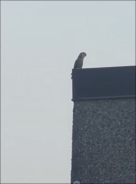Found Blue Lovebird 
Lively alert and healthy appearing condition 
Flying near an apartment balcony presumably for food
Short video recording available 
Reporting immediately after affirming species in Nanaimo