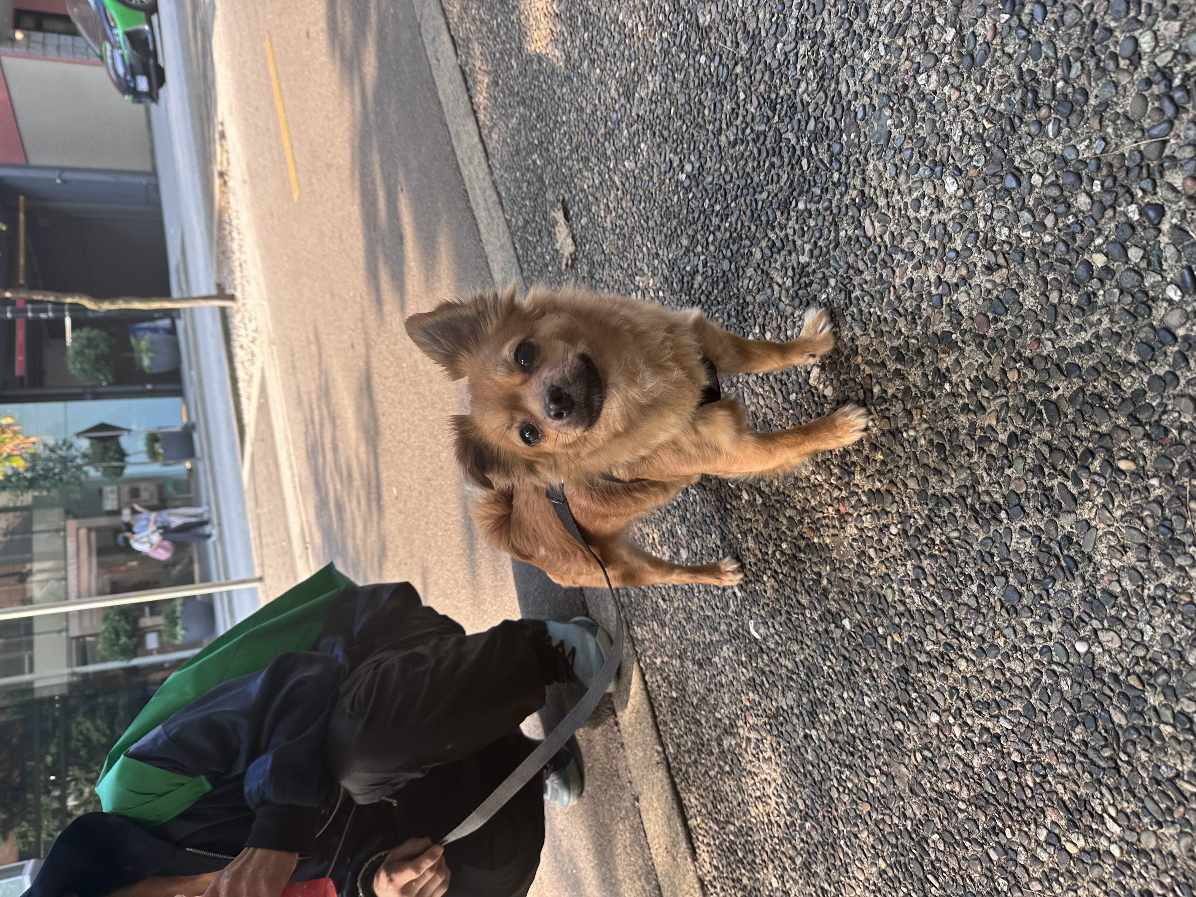 Found Saw this dog with an owner that made me suspicious he was not the actual owner. in Vancouver