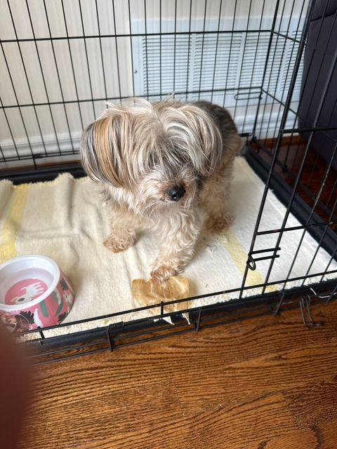 Found dog in Markham