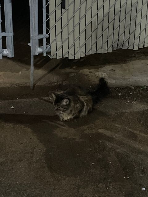 Found Tigré gris/brun avec des nuances de blanc, est calme et erre sous le compacteur. S’approche de nous sans craintes in Trois-Rivières
