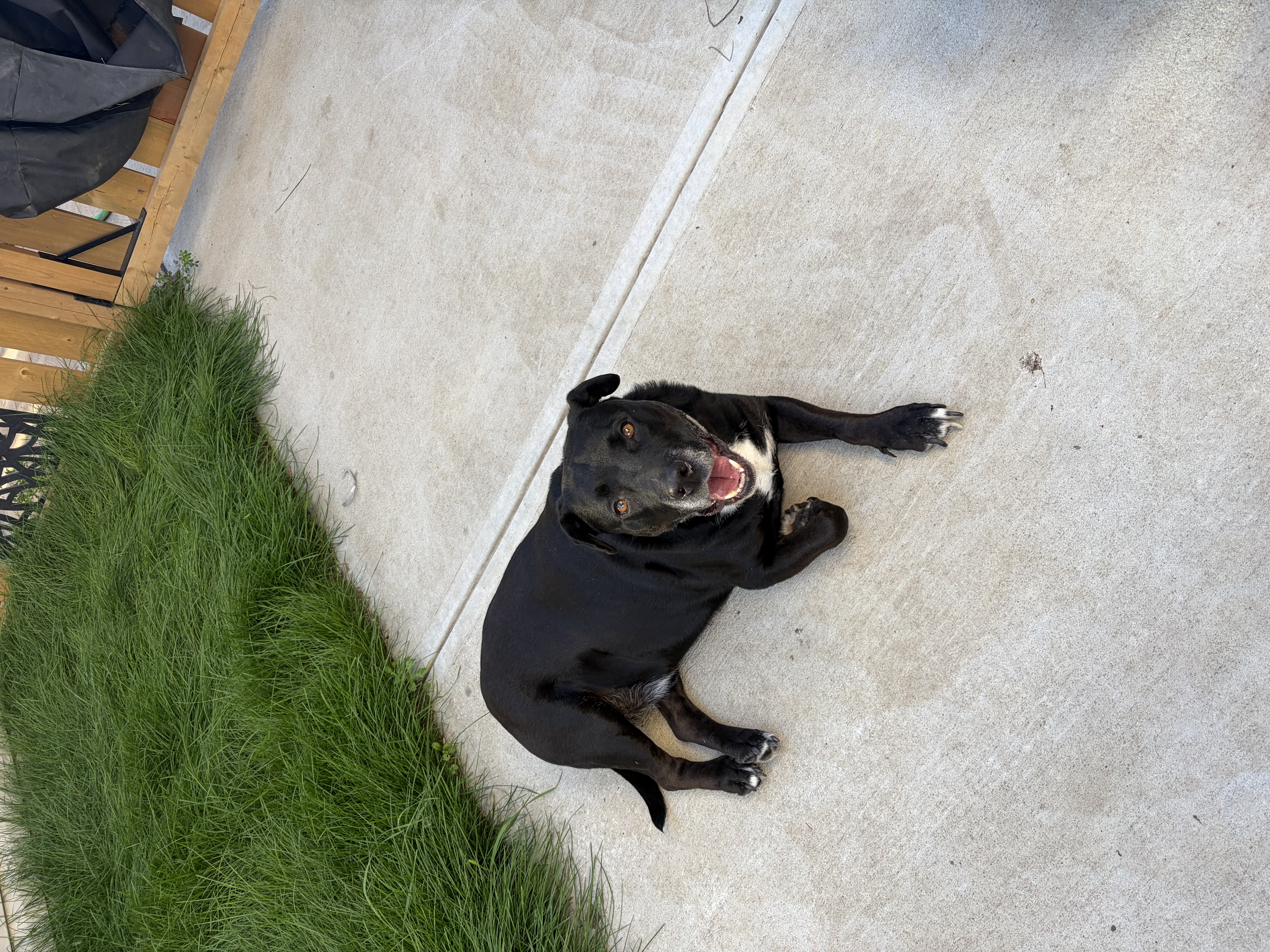 Found Dog in Edmonton