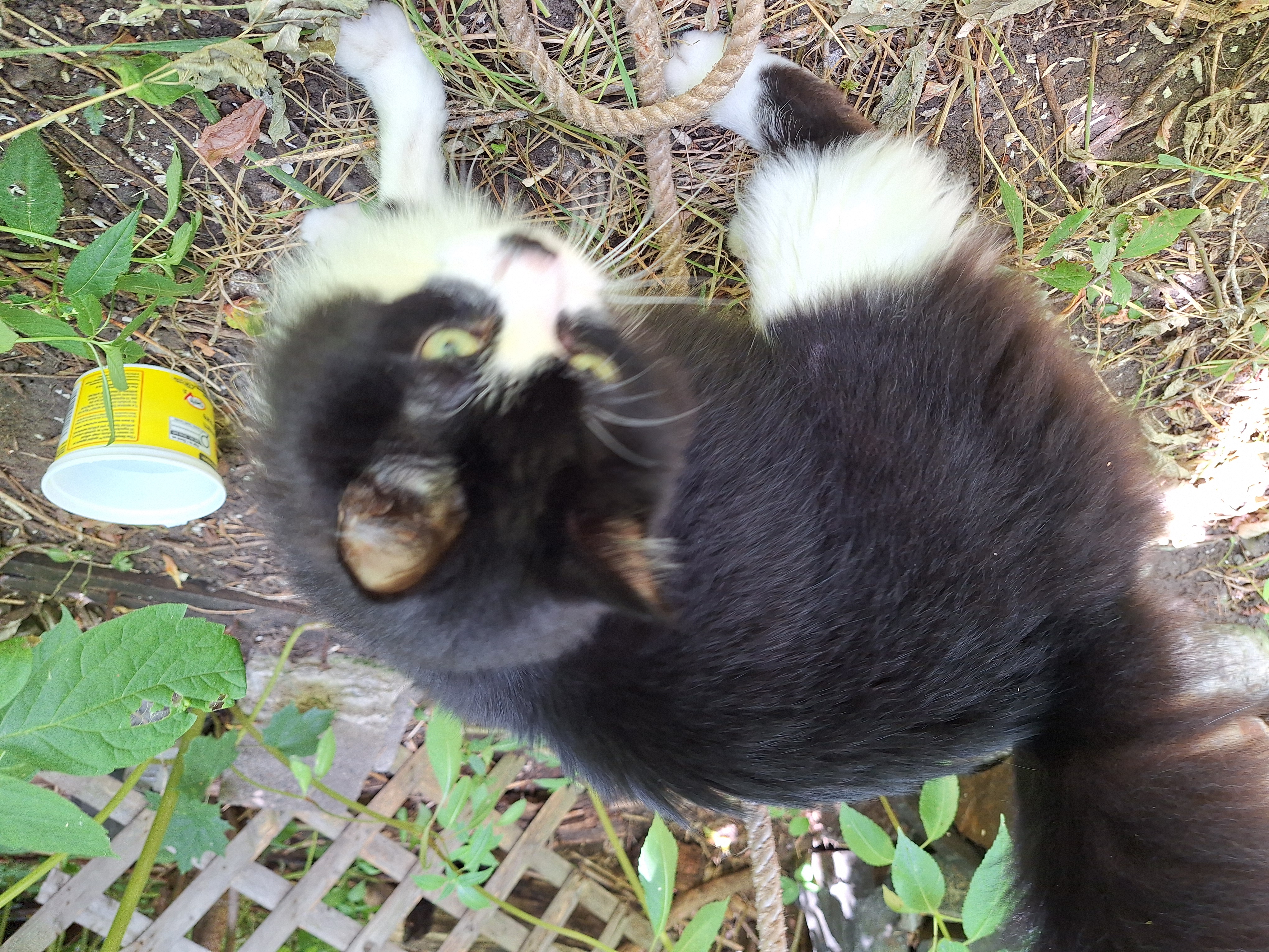 Found Black and white cat. Very friendly and talkative. in Thunder Bay