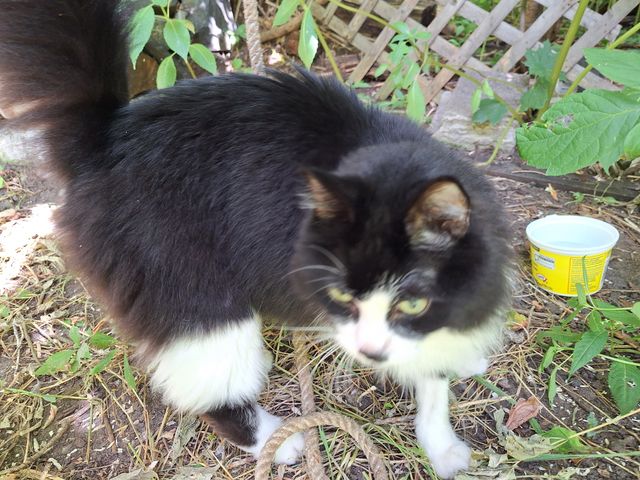 Found Black and white cat. Very friendly and talkative. in Thunder Bay