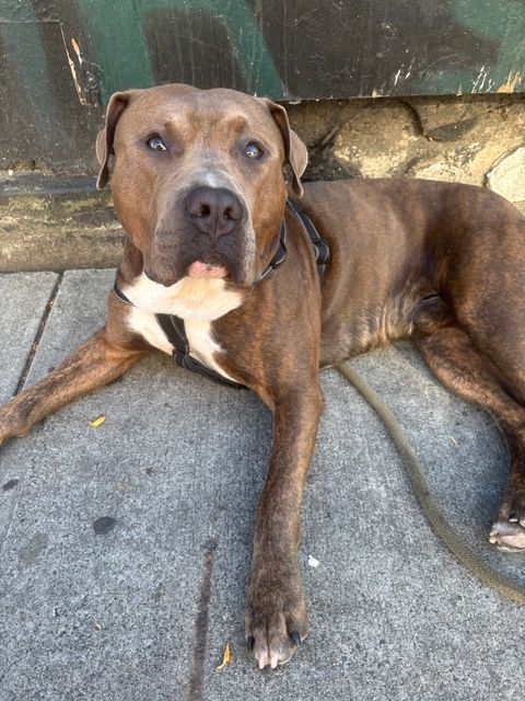Chien trouvé à Vancouver