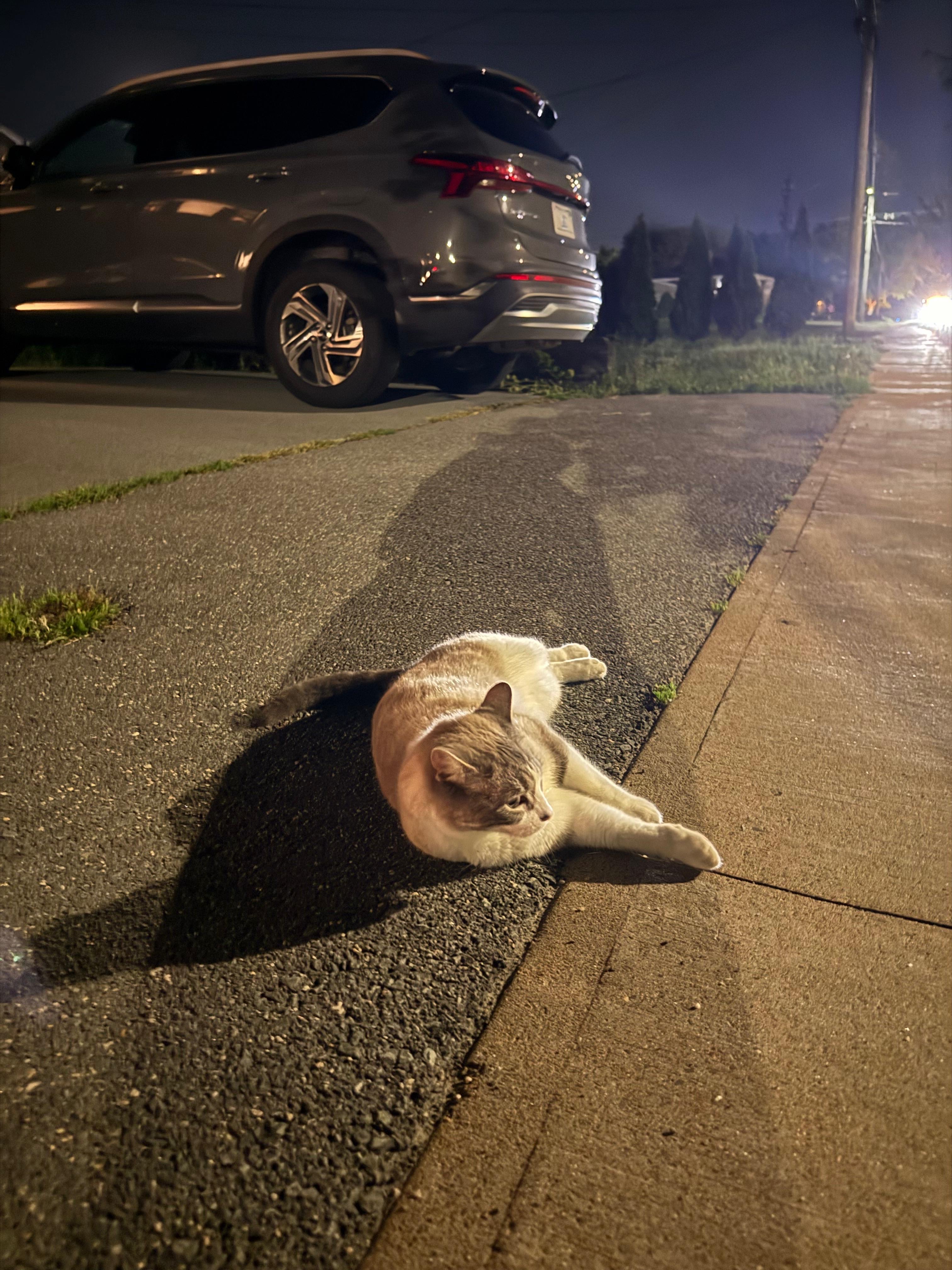 Found Cat in Dartmouth