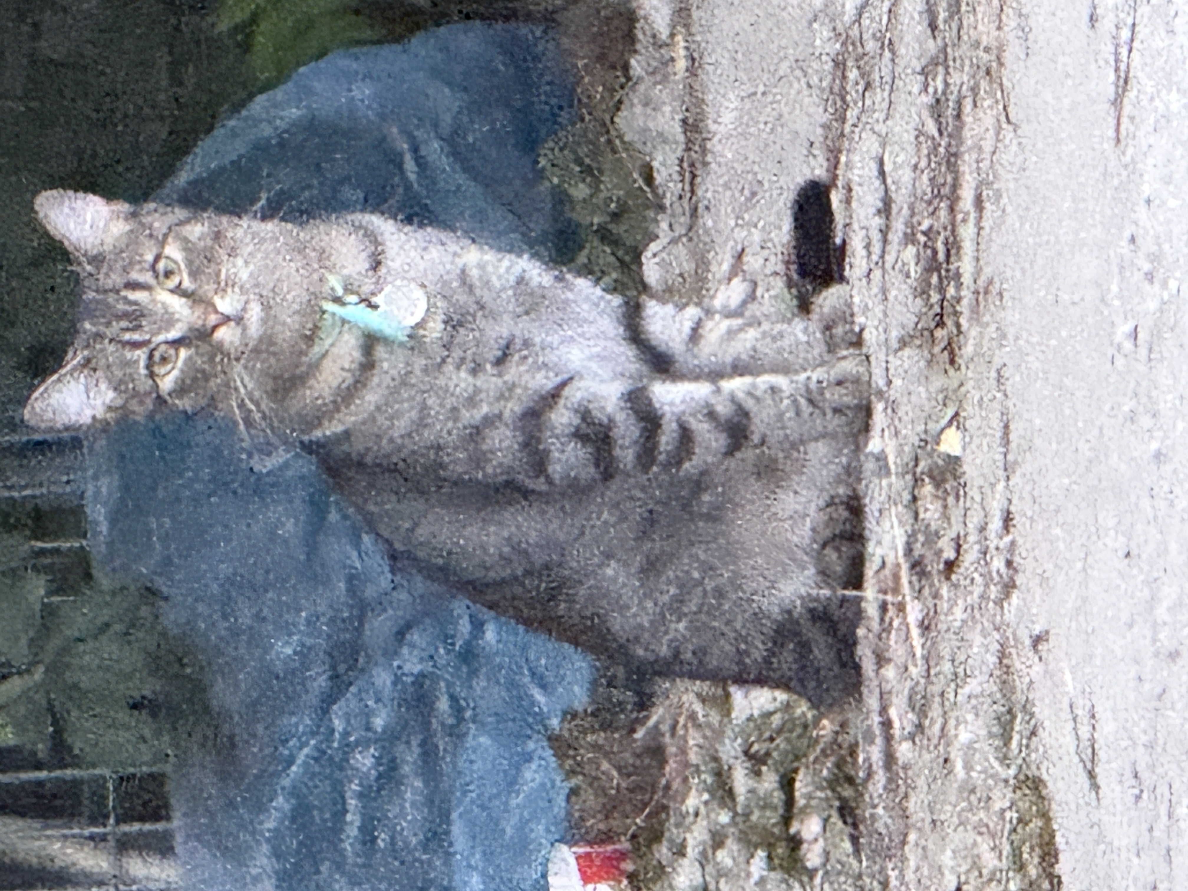 Found Grey tabby, a little bit scared, didn't really get close, last seen on 21st of august around 8 pm. in Toronto