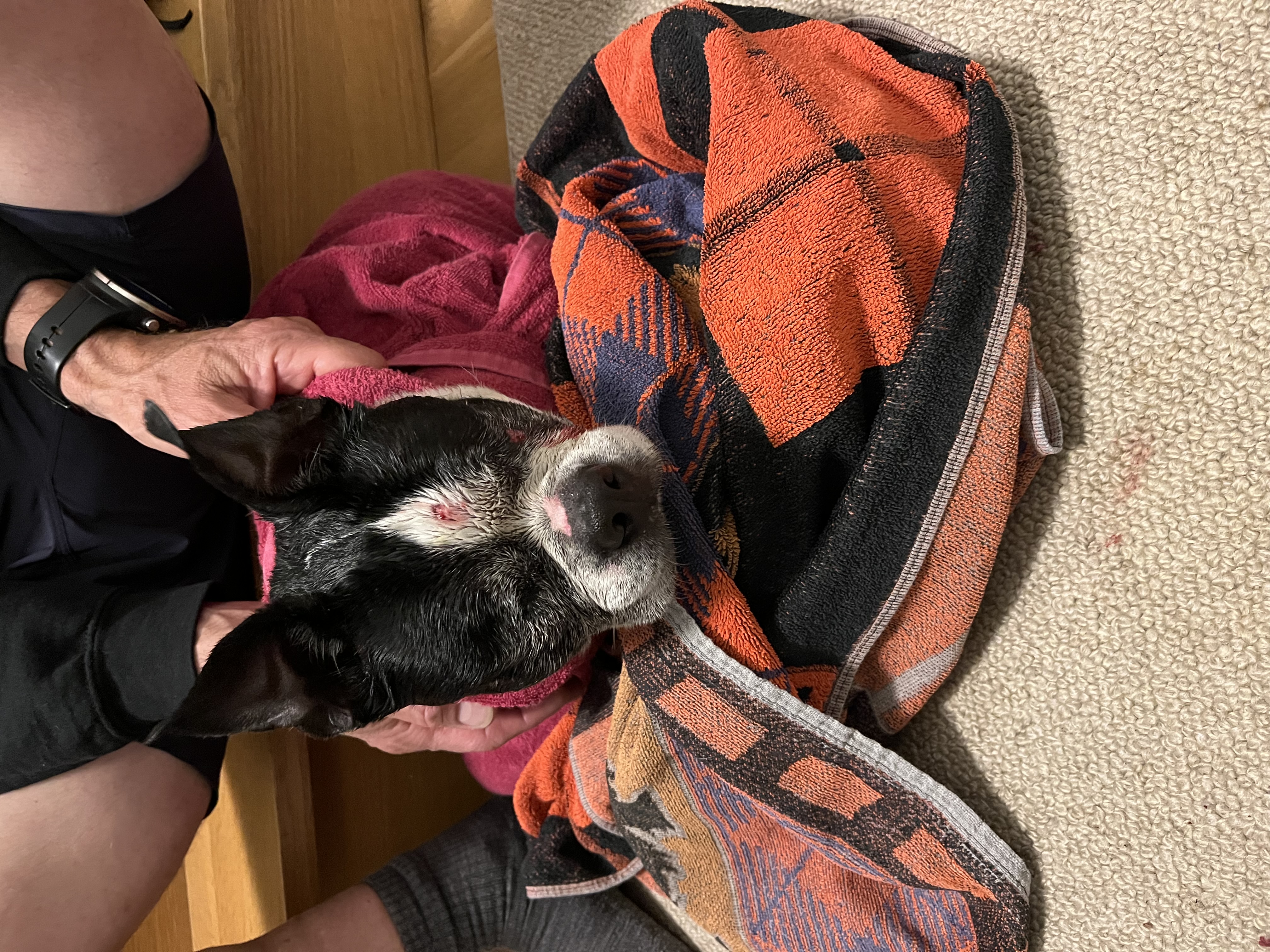 Found Black and white Boston terrier
Found during thunder storm. in Vancouver