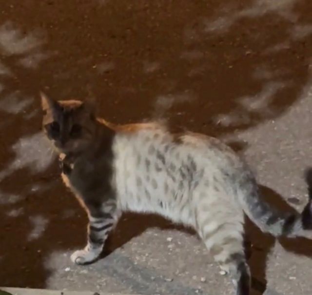 Found Cat in Woodbridge Ontario