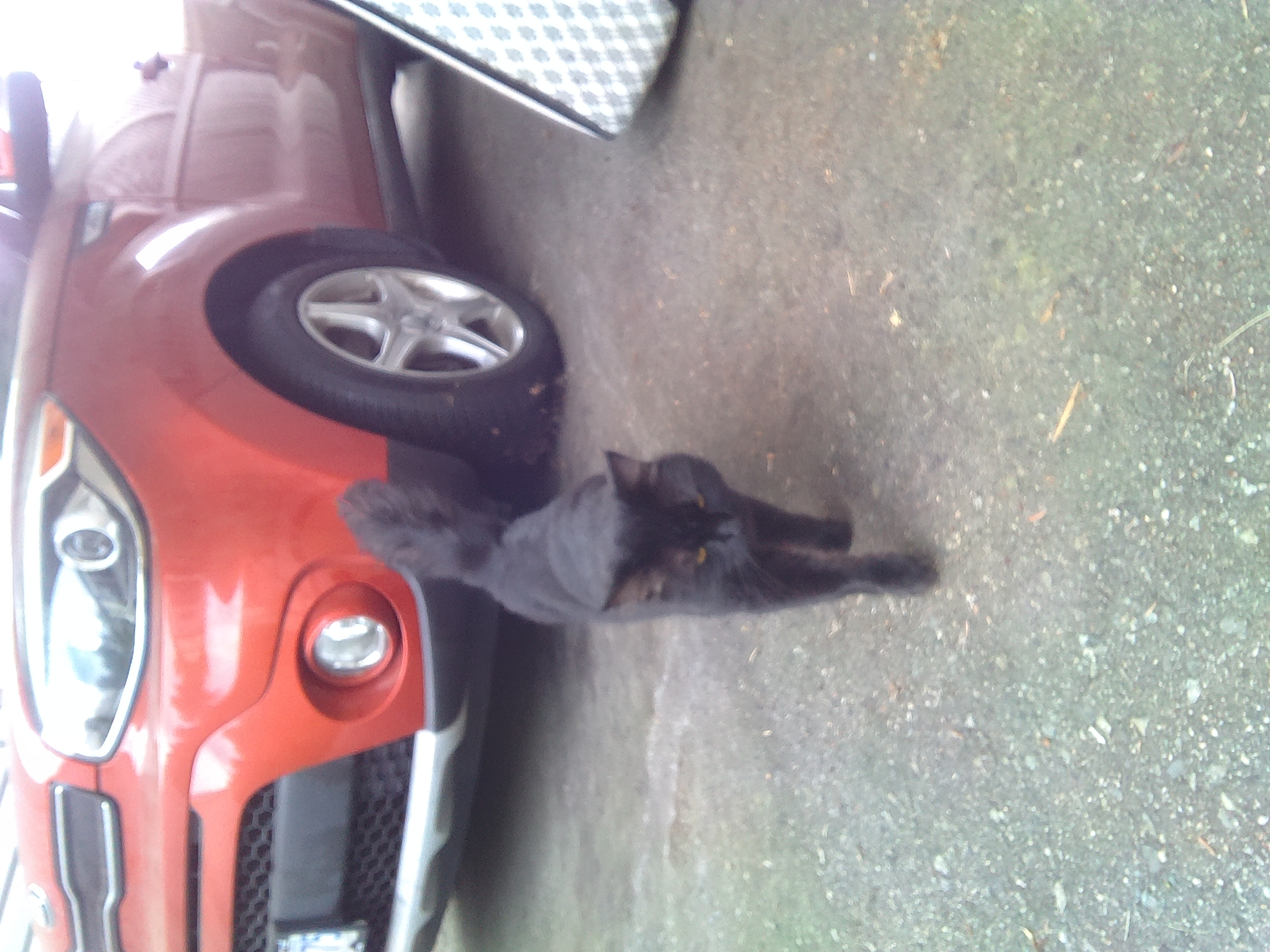Found Black male neutered cat, no ear tattoo, very affectionate, has a little bit of white on his belly, showed up 3 days ago in SURREY