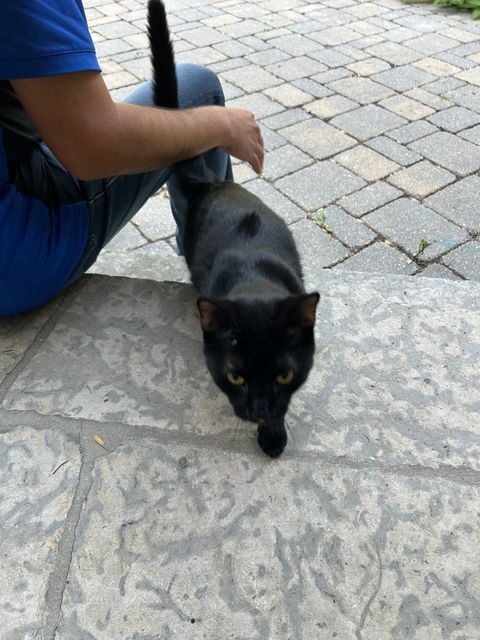 Found Beautiful black cat with green eyes. Ribs were showing in Winnipeg