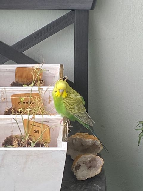 Found bird in Toronto