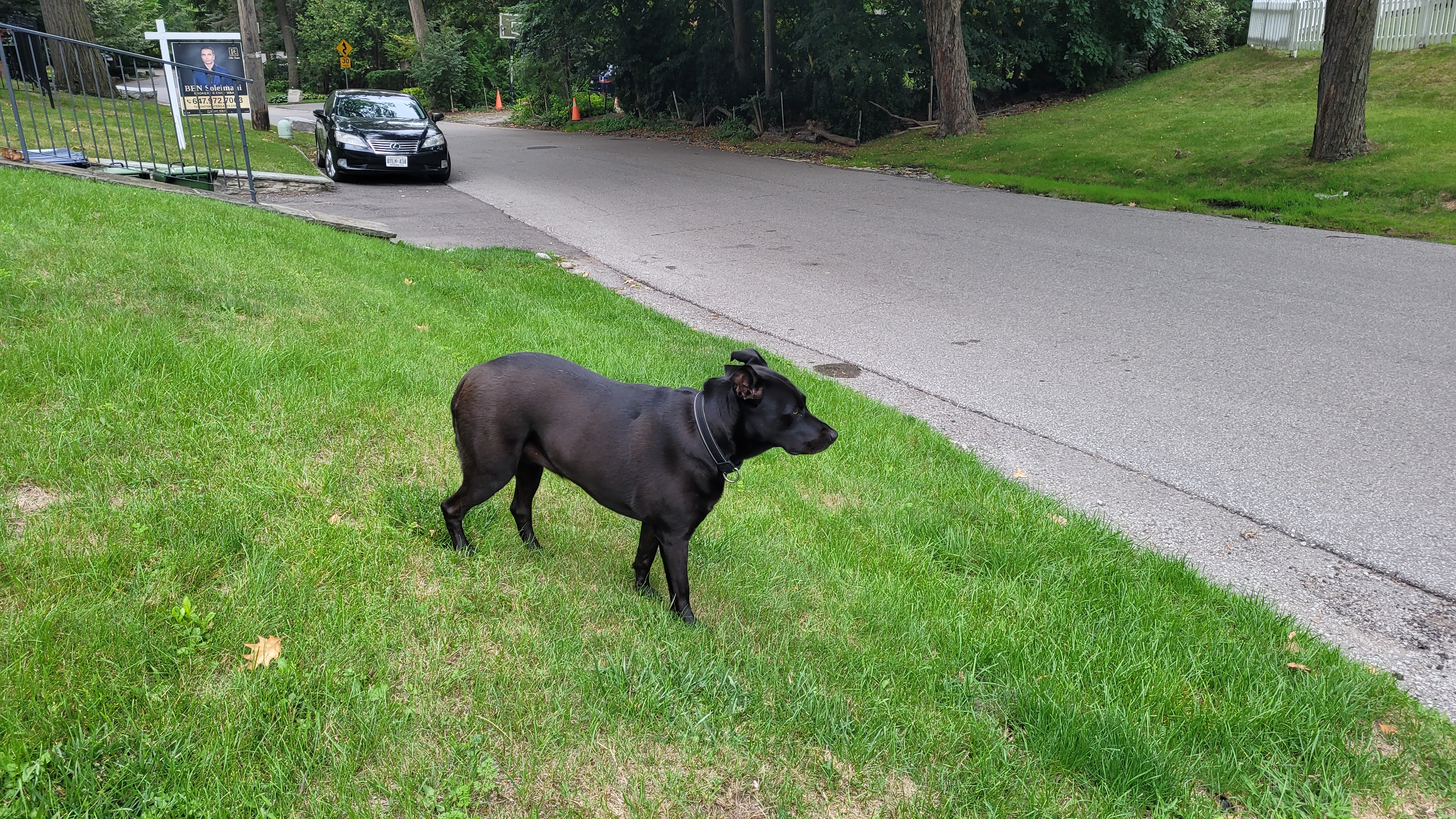 Found Black short hair female dog . Collar but no tag. Maybe 4-5 years old in Toronto