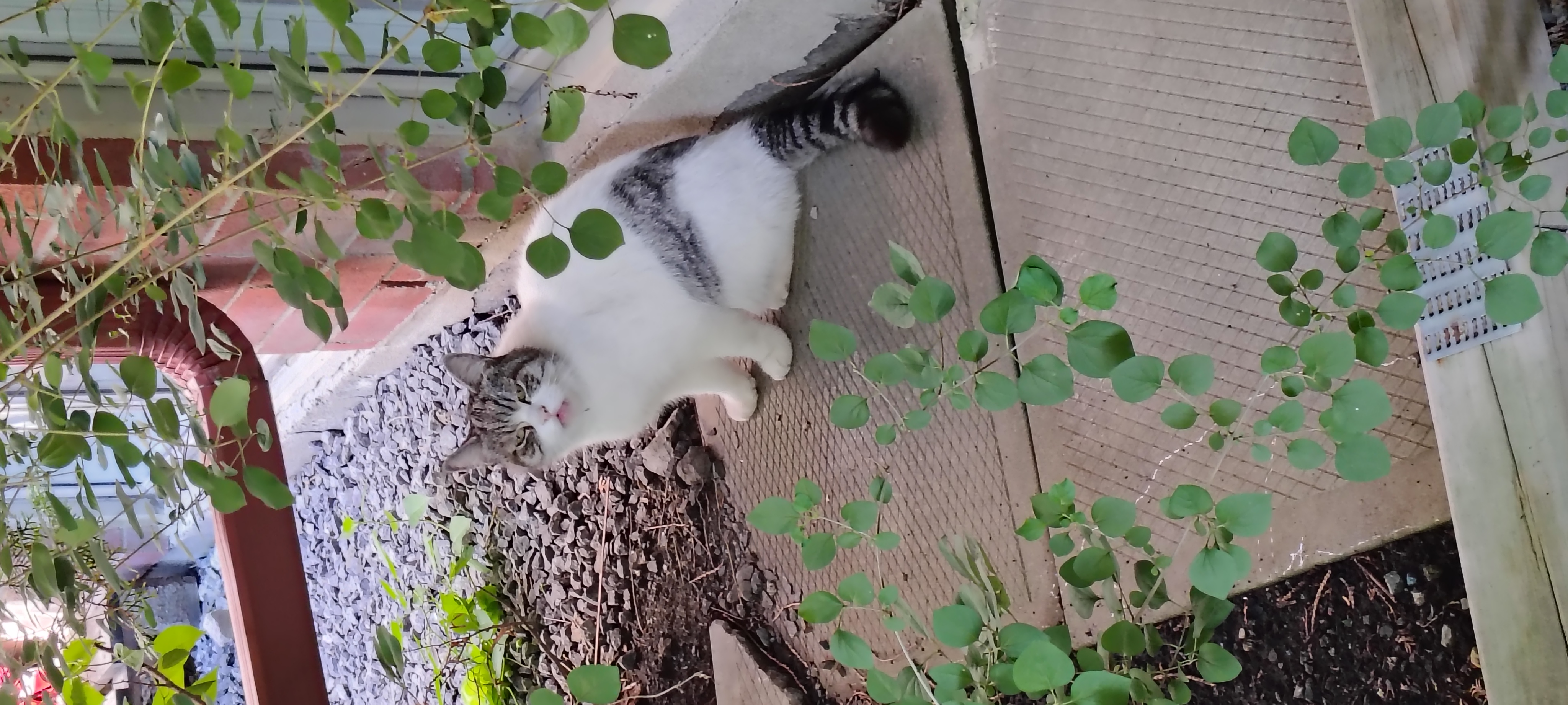 Found Cat in Brossard