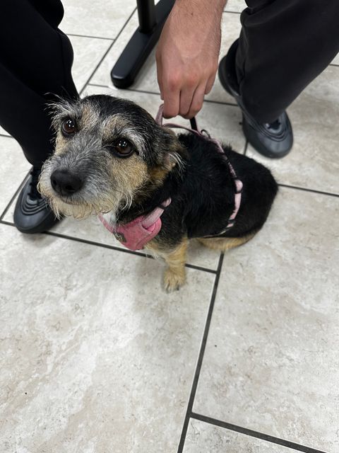 Found Dog in Toronto