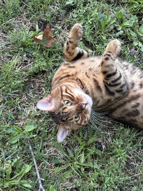 Found Not fixed Male. Very friendly. Looks like a Bengal. Ran off to chase birds. This was at around 7:50 AM 9/4/26. I think he was headed towards the Moss park apartments.  No collar in Toronto