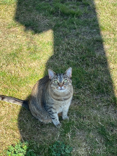 Found Cat appearing lost in North Vancouver