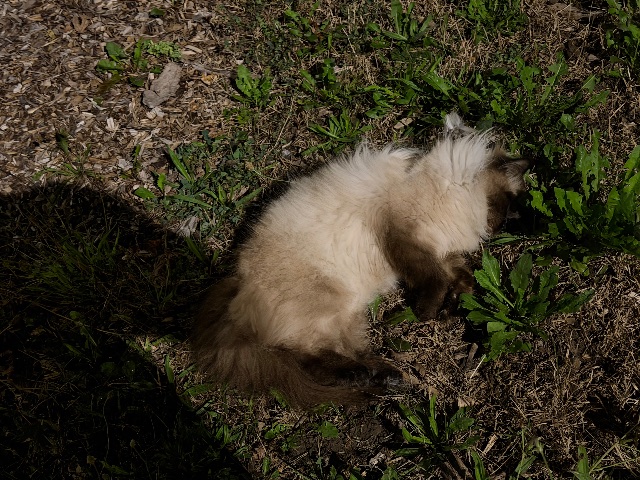 Found Driving south on pinevalley dr around 3am on September 5, 2026 when I saw a cat dead on the road.
Broke my heart. On my drive back they were still there so I stopped my car and picked them up and moved them off the road onto the grass to allow them to have decency in death. RIP.

Location pin where I left them is:
(43.8007229, -79.5771061) in Woodbridge