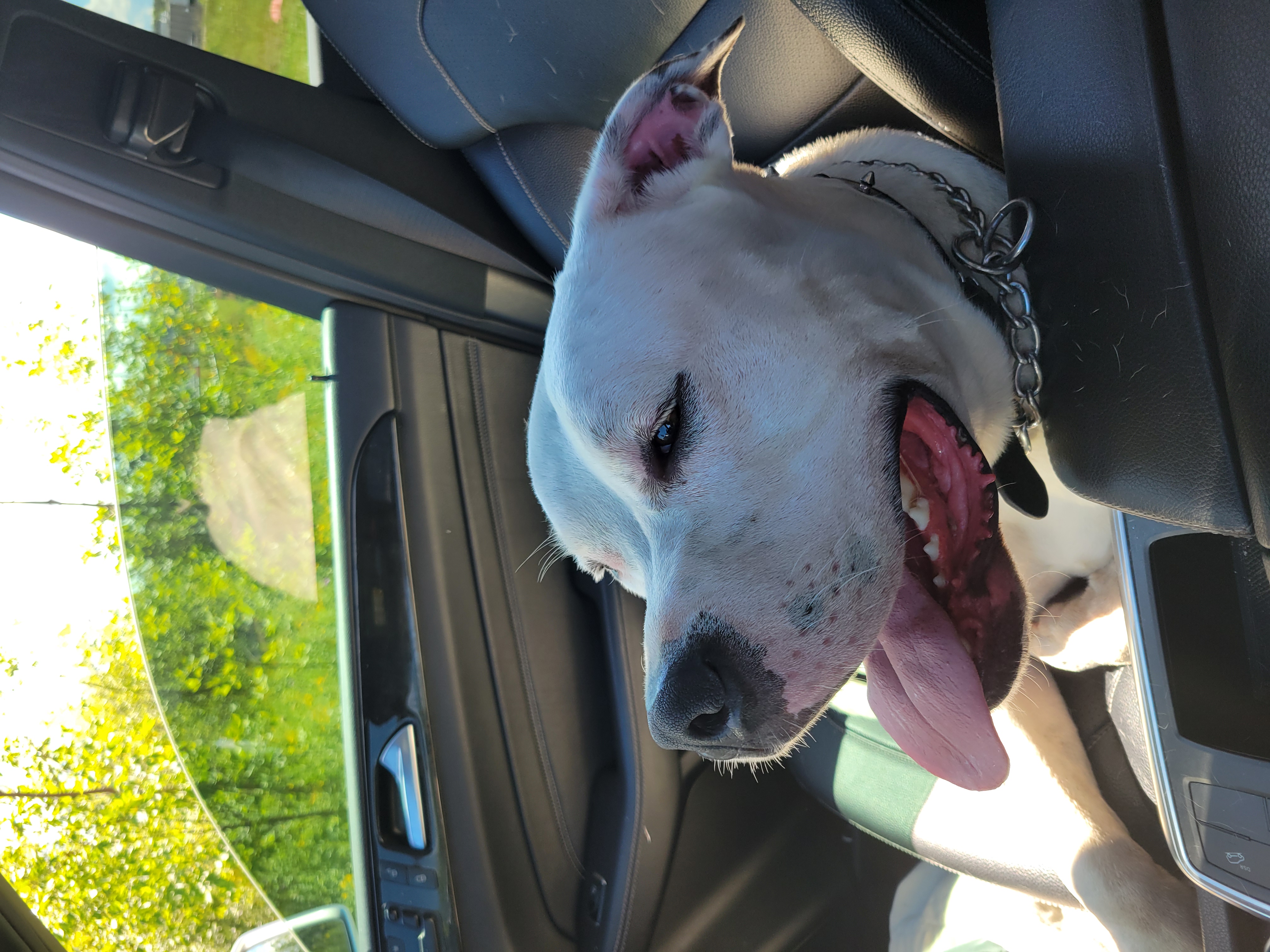 Found Unfixed male, maybe a mastiff cross in Owen Sound