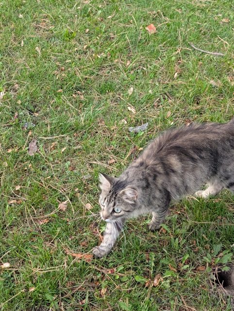 Found Cat in Scarborough