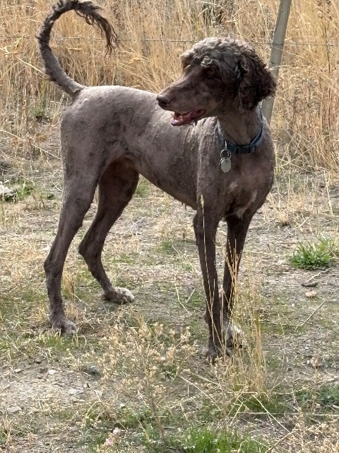Found Didn’t let me get close enough to check collar. in Kelowna