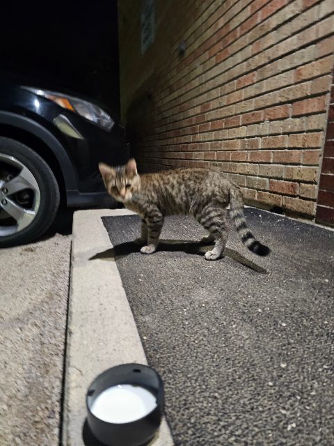 Found Pretty small cat super friendly in Winnipeg