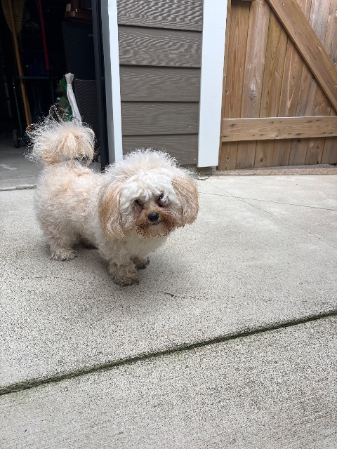 Found Call animal control. She/he is a real sweetie. in Saskatoon