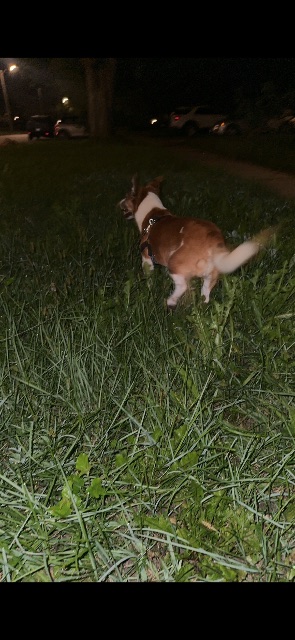Found Dog in London