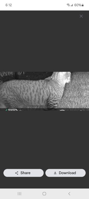 Found Looks like a cat that was reported lost on July 28 2026. Hanging around one block from the park. In middle tuxedo. Laidlaw, Boreham and Mountbatten, Cuthbertson blvds. Comes and goes in my yard at night. Last seen Sept. 12, 2026. Reported to Pawboost. Contact me there as they will then email me. I will give further details then. Otherwise in the evenings call out to him DD and have some food or his toys. Walk around call him. in Winnipeg