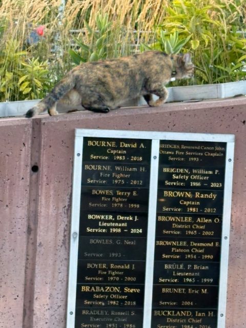 Found Green collar, refused to approach anyone, brown and grey fur. Saw him over 2 weeks ago at the fire fighter memorial and spotted him today at the bridge on the west side. in Ottawa