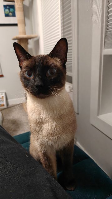 Found Siamese, skitterish but extremely loving once he gets comfortable in Edmonton