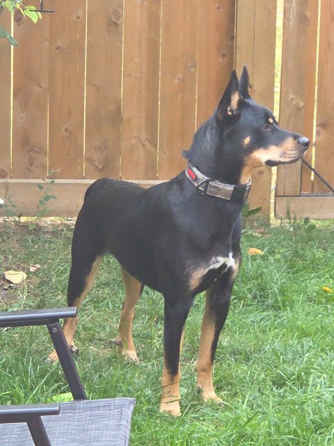 Found Dog in Fort McMurray