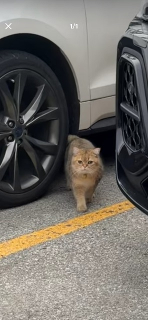 Found Golden shaded cat in Markham