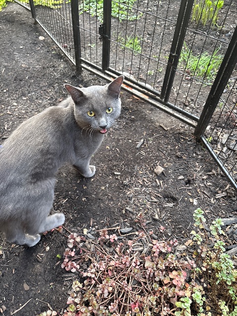 Found Grey intact male no color , very friendly. Found behind holy rosary church in Milton