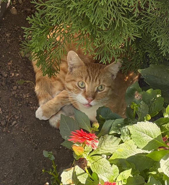Found Orange cat, with white mouth, chest, feet and striped tips of tail, very friendly. in Surrey