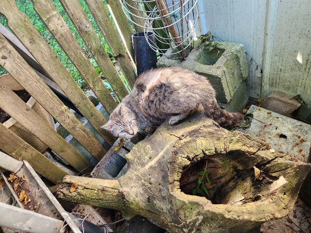 Found cat in Brantford