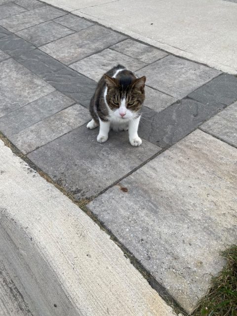 Found cat in Newmarket