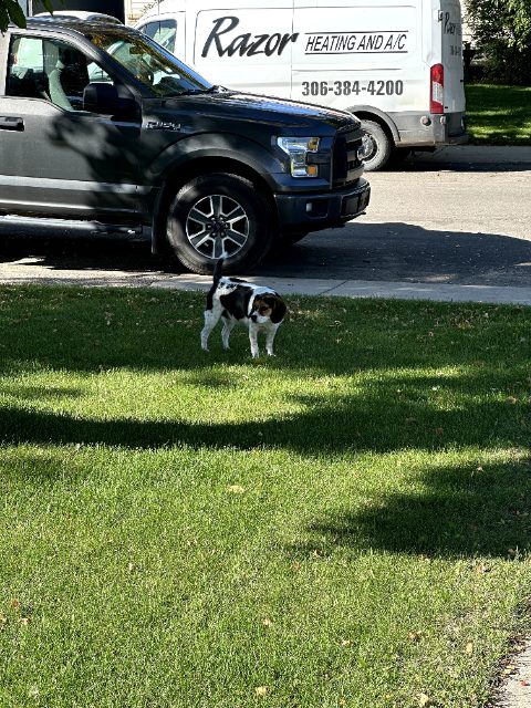 Found dog in Saskatoon