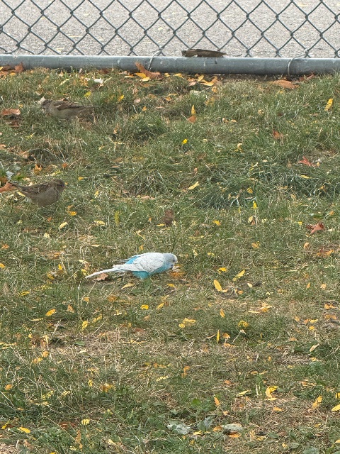 Found Blue and white budgie.  Was on the ground.  Flew into a tree.  Tried to follow it but lost sight of it when it flew into the school yard.  There are a lot of other birds in the area so it may stay here with them. in Toronto