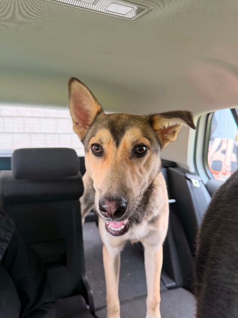 Found dog in Benacadie Bay/Pond