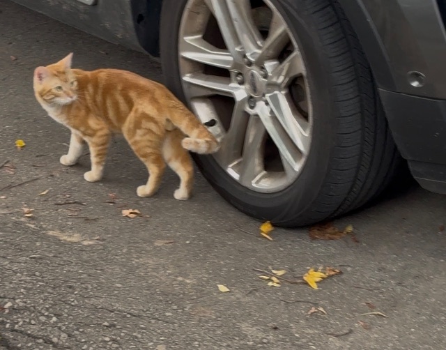 Found Cat in Toronto