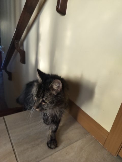 Found cat in Lethbridge
