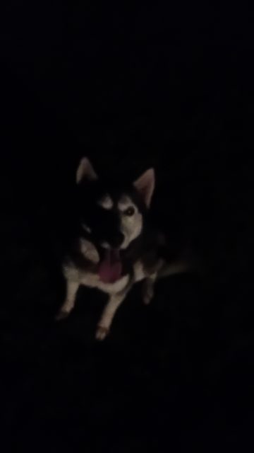 Found dog in Portage la Prairie