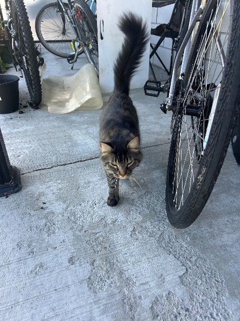 Found cat in Gatineau